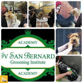 Acadèmia de perruqueria canina
